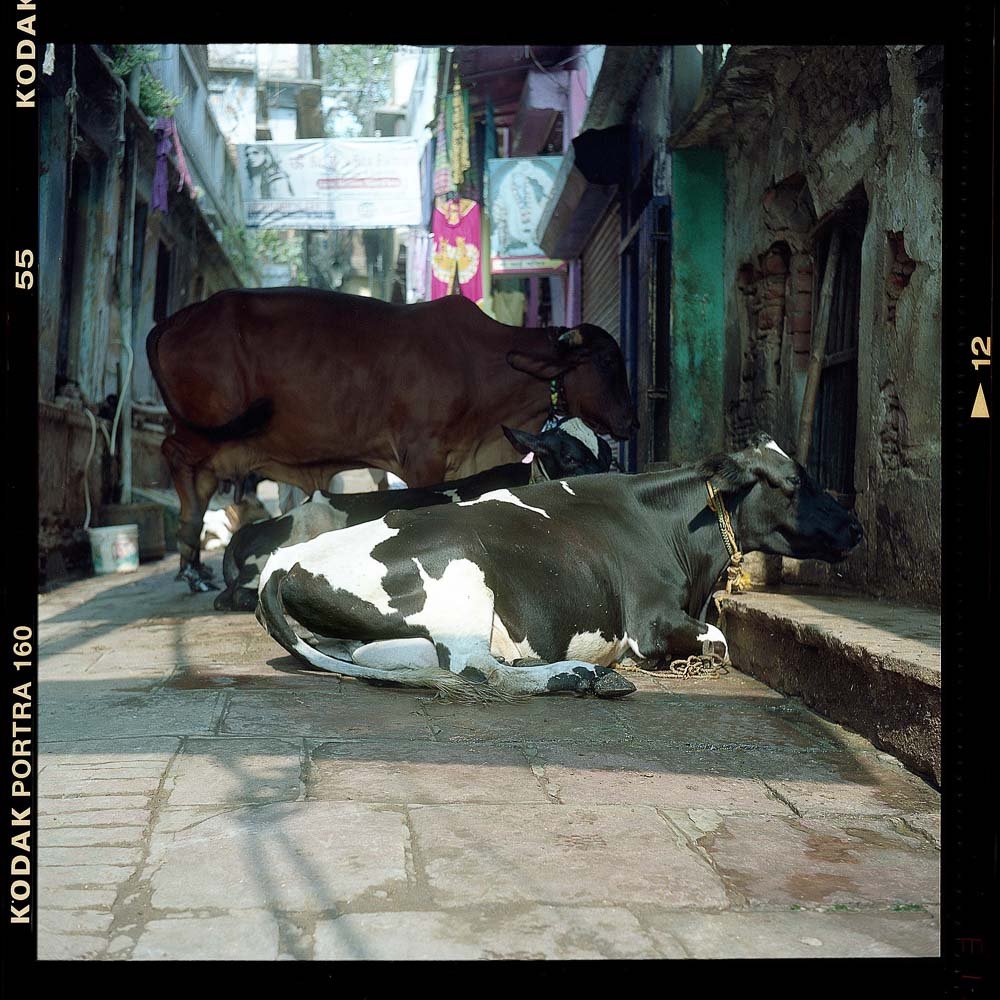Rolleiflex - Varanasi - holy cow